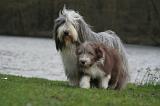 BEARDED COLLIE 288